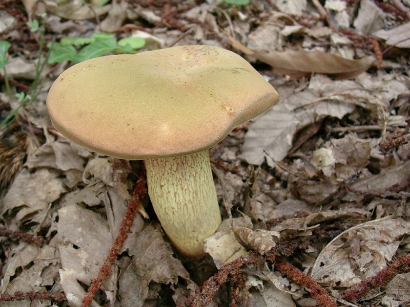 423 Agosto vecchio ritrovamento